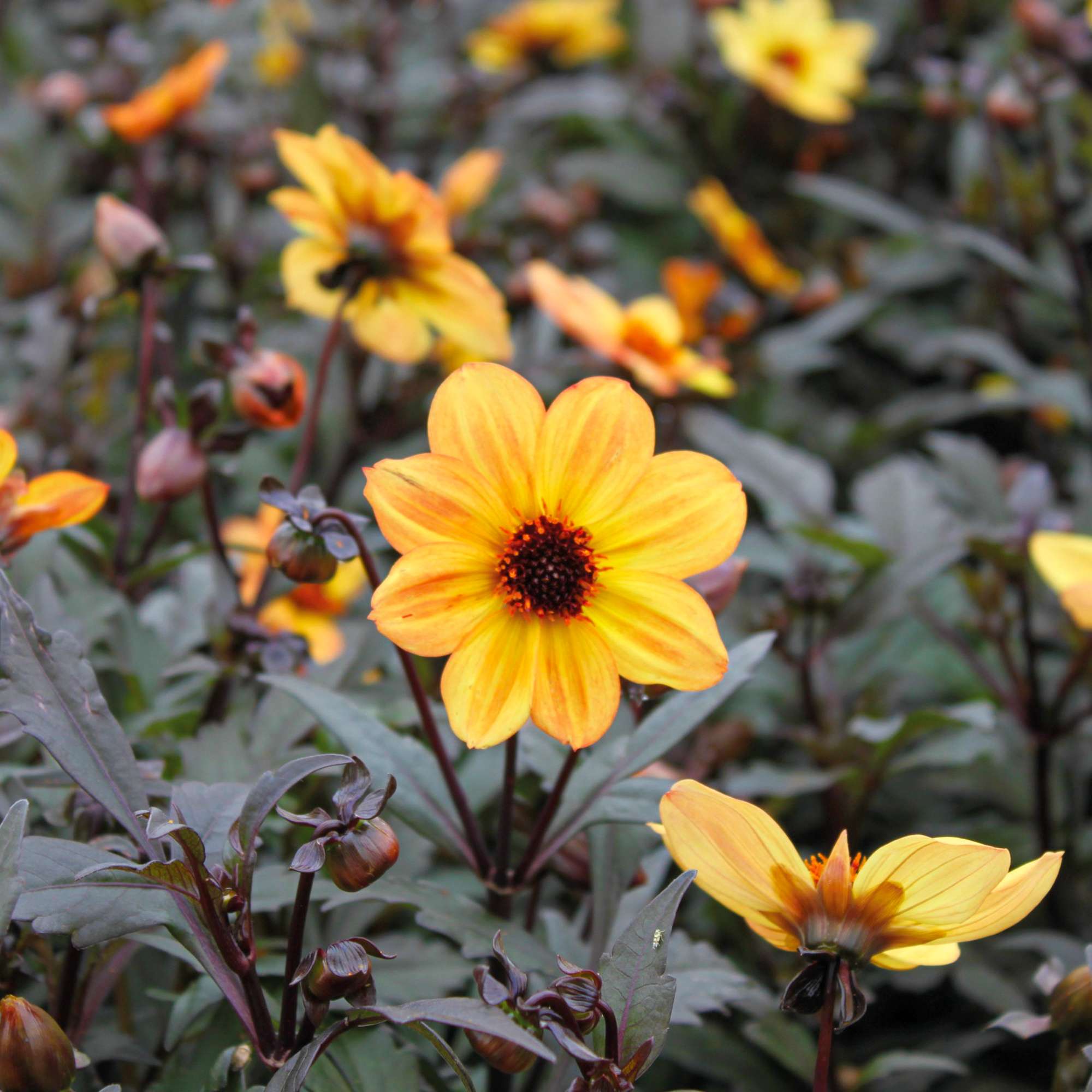 Dahlia 'Bright and Black'